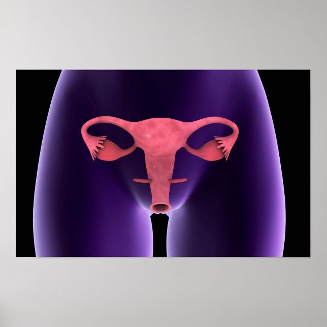 Poster Órgão Reprodutivo Feminino, X-Ray View 1 (Frente)