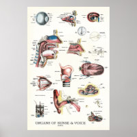 Órgãos da Anatomia do Nariz da Voz do Sentido