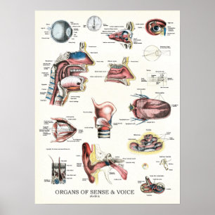 Poster Órgãos da Anatomia do Nariz da Voz do Sentido