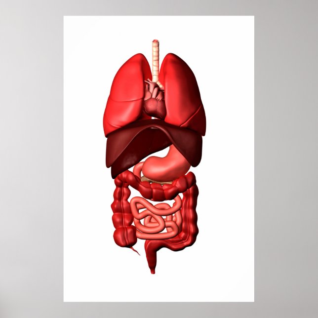 Poster Órgãos Dos Sistemas Respiratório E Digestivo (Frente)