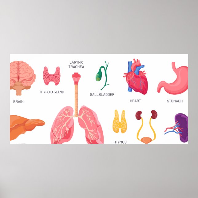 Poster Órgãos internos das partes do corpo (Frente)