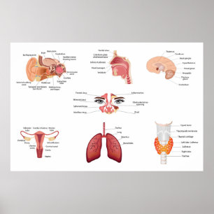 Poster Órgãos internos do corpo humano