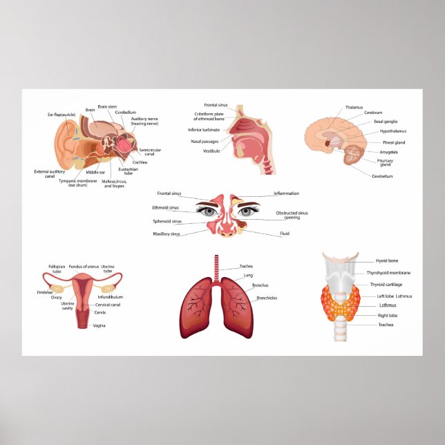 Poster Órgãos internos do corpo humano (Frente)