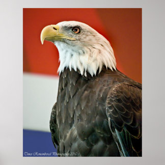 Poster Orgulho Bald Eagle