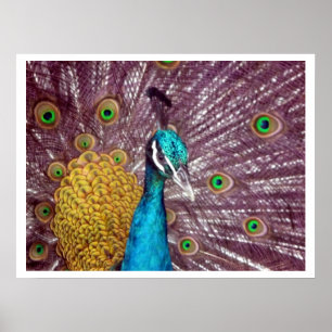 Póster orgulho de exibição de pavão