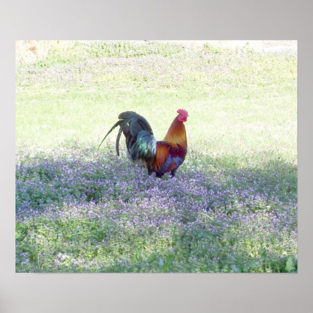 Póster Orgulho de penas (Frente)