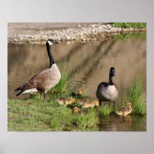 Poster Orgulho do Canadá Goose Family Willife