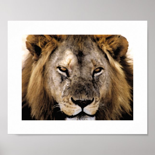 Póster Orgulho Simba - Serengeti (Frente)