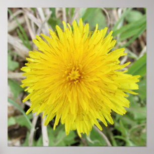 Poster Orgulhosa Flor Dandelion.