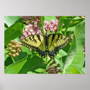 Poster oriental fêmea da borboleta de Swallowtail