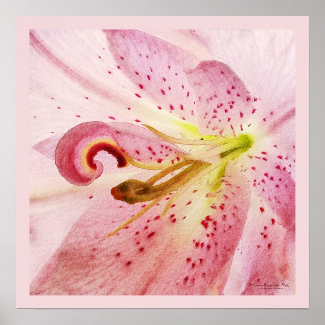 Poster Oriental Pink Lily (Frente)