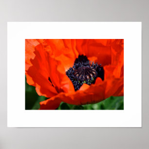 Poster Oriental Poppy
