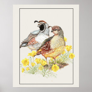Poster Original Watercolor California Quail Masculino & F