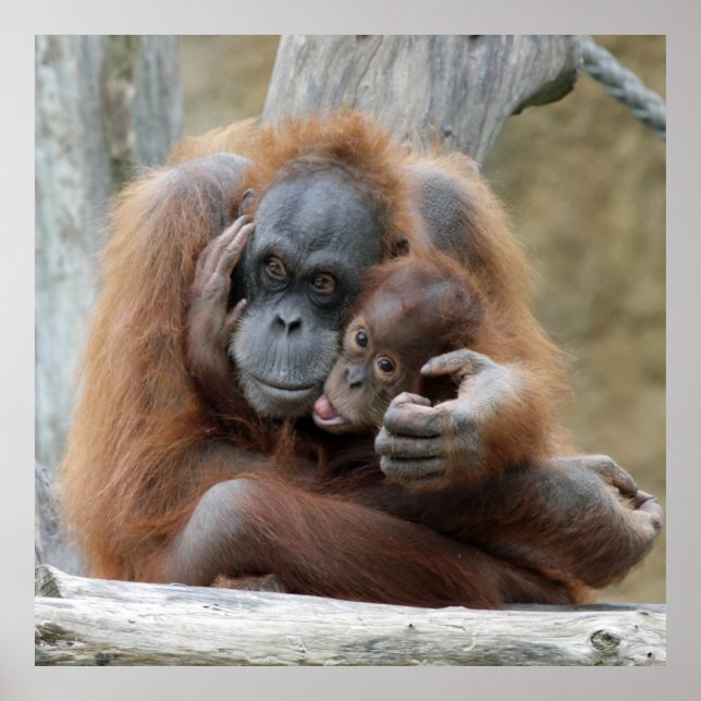 Póster Oring Utan 001 (Frente)