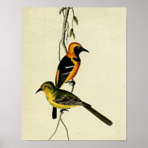Poster Oriole encapuçado