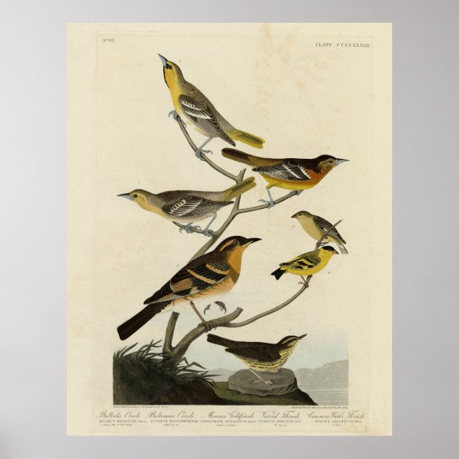 Poster Orioles, arbustos, das Aves da América de Audubon (Frente)