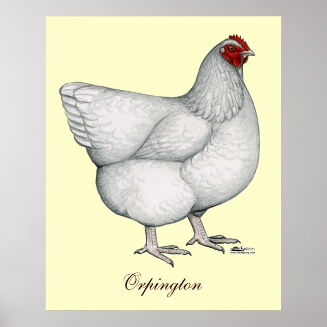 Póster Orpington White Hen (Frente)