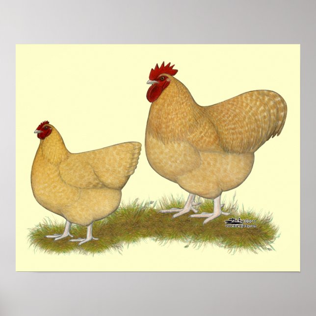 Poster Orpingtons Lemon Cuckoo (Frente)