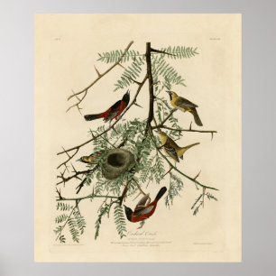 Poster Orquard Oriole das Aves da América de Audubon