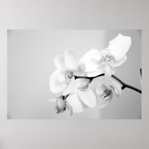 Poster Orquídea