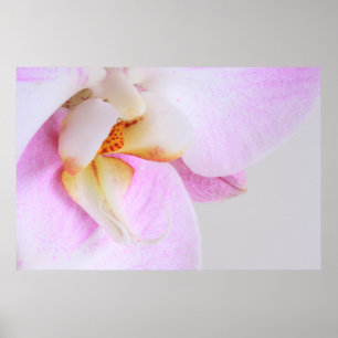 Poster Orquídea