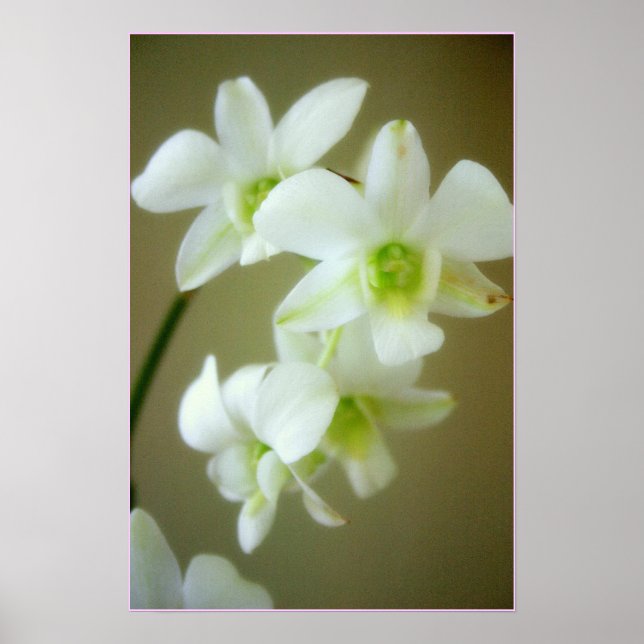 Póster orquídea (Frente)
