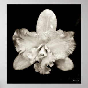 Póster Orquídea