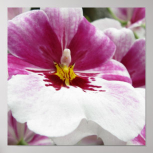 POSTER ORQUÍDEA