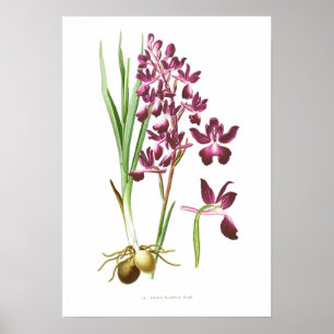 Póster Orquídea
