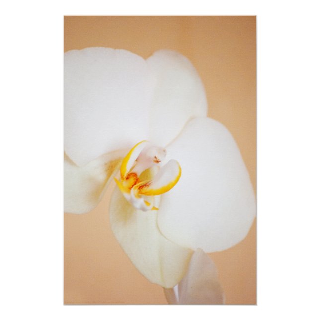 Póster Orquídea 8930 (Frente)