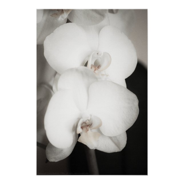 Póster Orquídea 8931 (Frente)