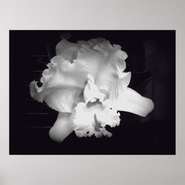 Póster Orquídea - Abstrato branco e preto vívido (Frente)