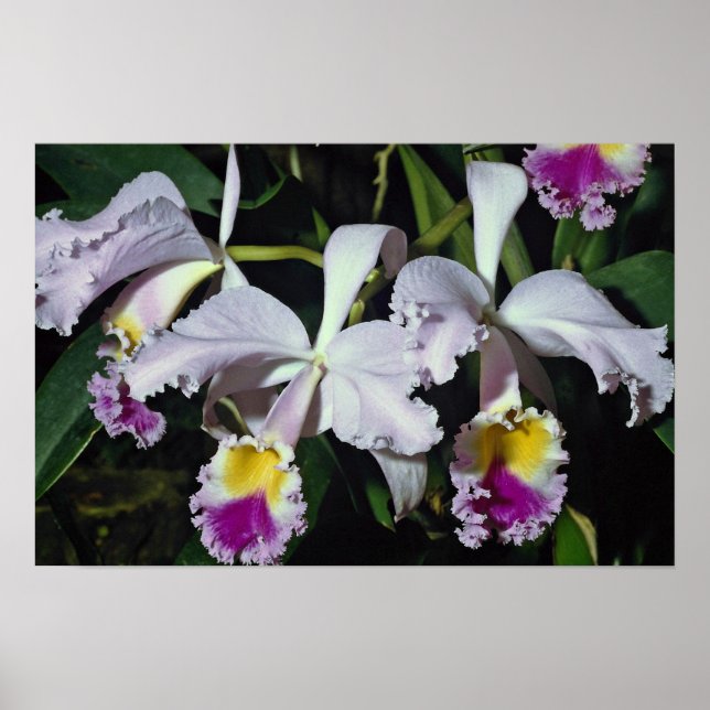 Póster Orquídea adorável, híbrido de cattleya, cattleya (Frente)