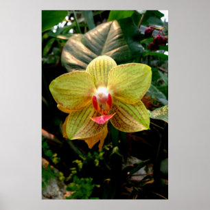 Póster Orquídea amarela