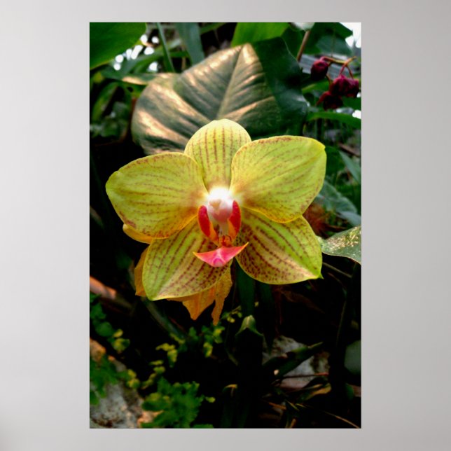 Póster Orquídea amarela (Frente)