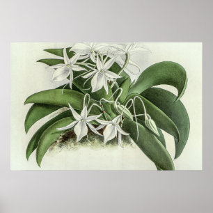 Poster Orquídea Angraecum Leonis