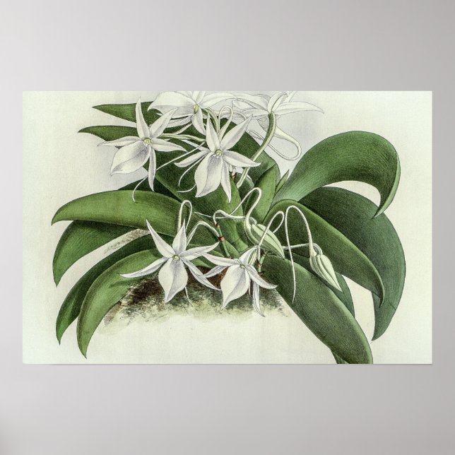 Poster Orquídea Angraecum Leonis (Frente)