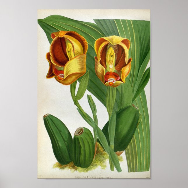 Poster Orquídea Anguloa Ruckerii Sanguine Lindenia (Frente)