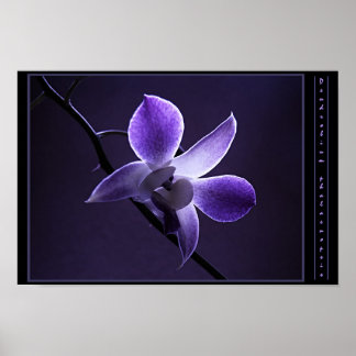 Póster Orquídea Azul