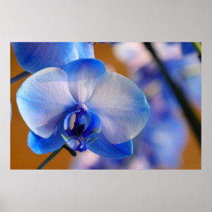 Póster Orquídea azul e branca