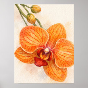 Poster Orquídea Botânica Mariposa de Flor Única