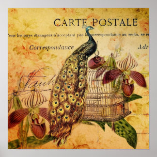 Póster orquídea botânica tropical, pavão-de-safra moderno