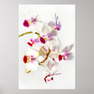 Poster Orquídea branca