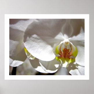 Póster Orquídea branca