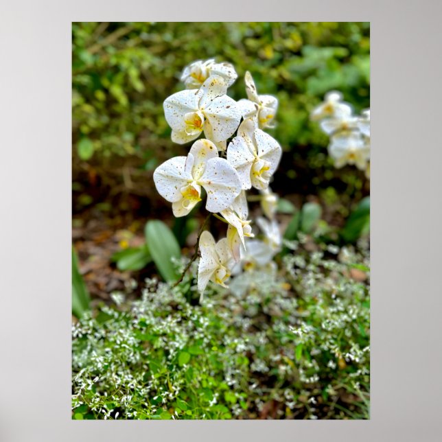 Poster Orquídea Branca (Frente)