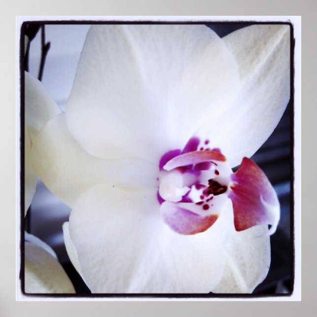 Póster Orquídea Branca com Foto Rosa (Frente)