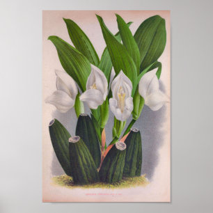 Poster Orquídea Branca de Vintage Anguloa Uniflora Linden