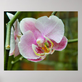Poster Orquídea Branca e Rosa