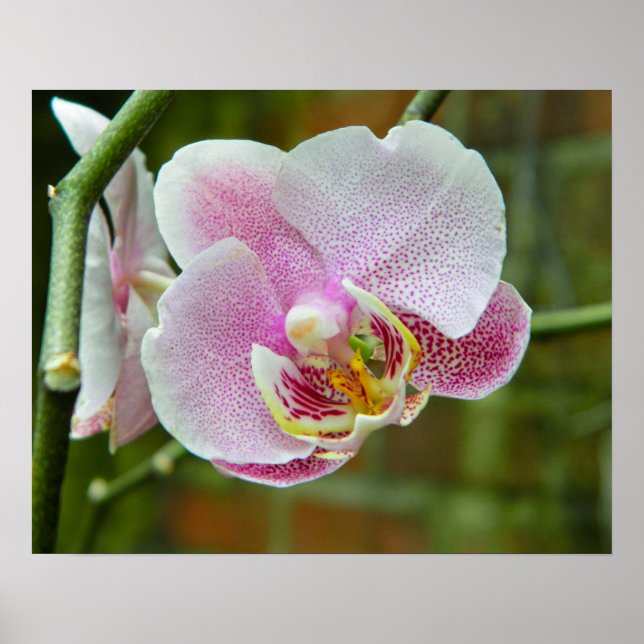 Poster Orquídea Branca e Rosa (Frente)