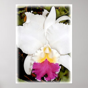 Póster Orquídea branca & roxa de Cattleya